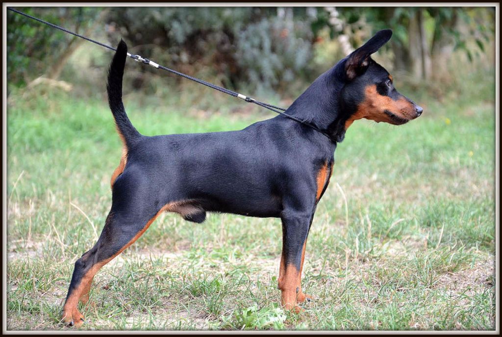 Les Pinscher nain de l'affixe of Black Crystal Shadow