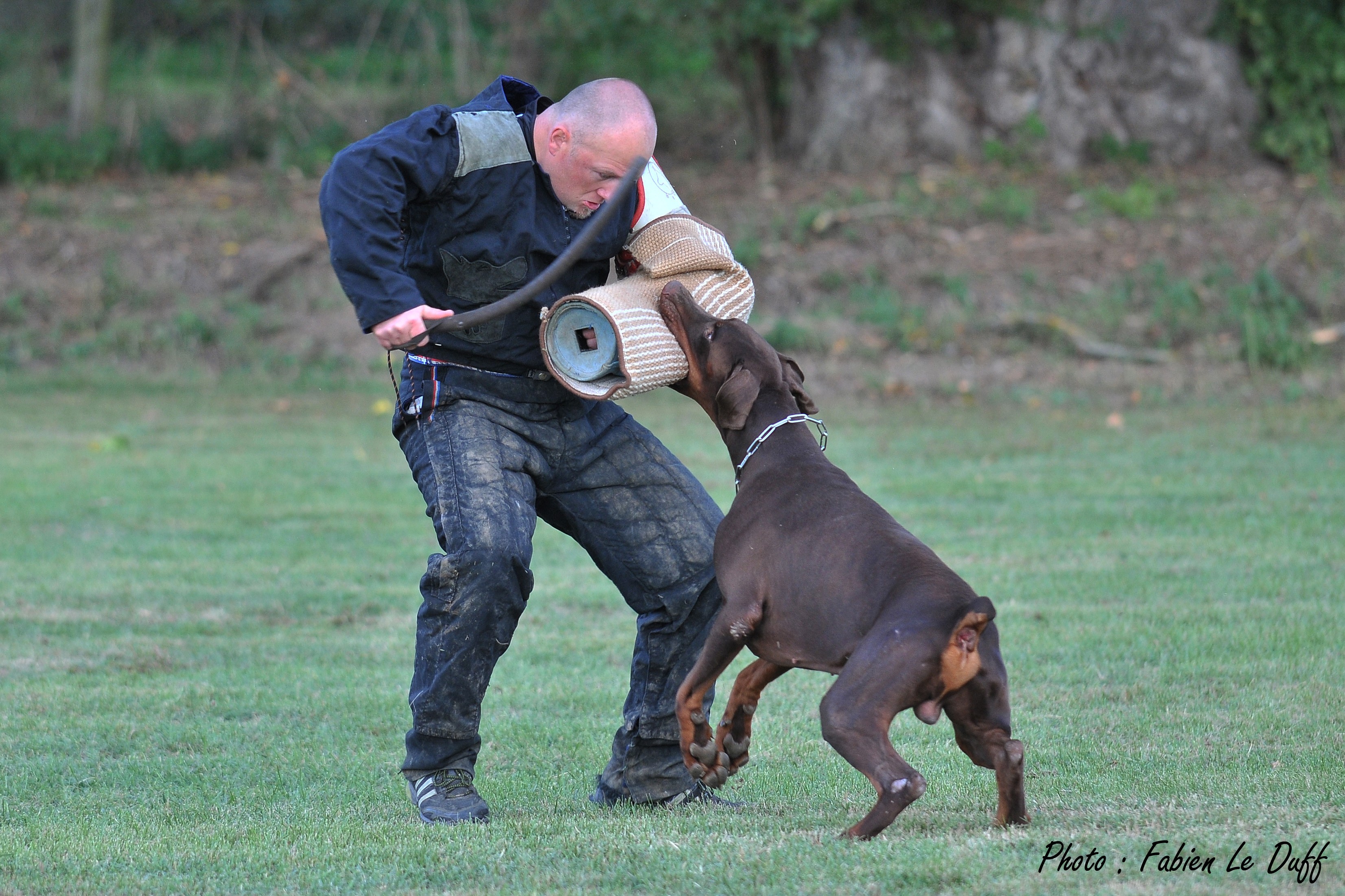 Les Dobermann de l'affixe of Black Crystal Shadow