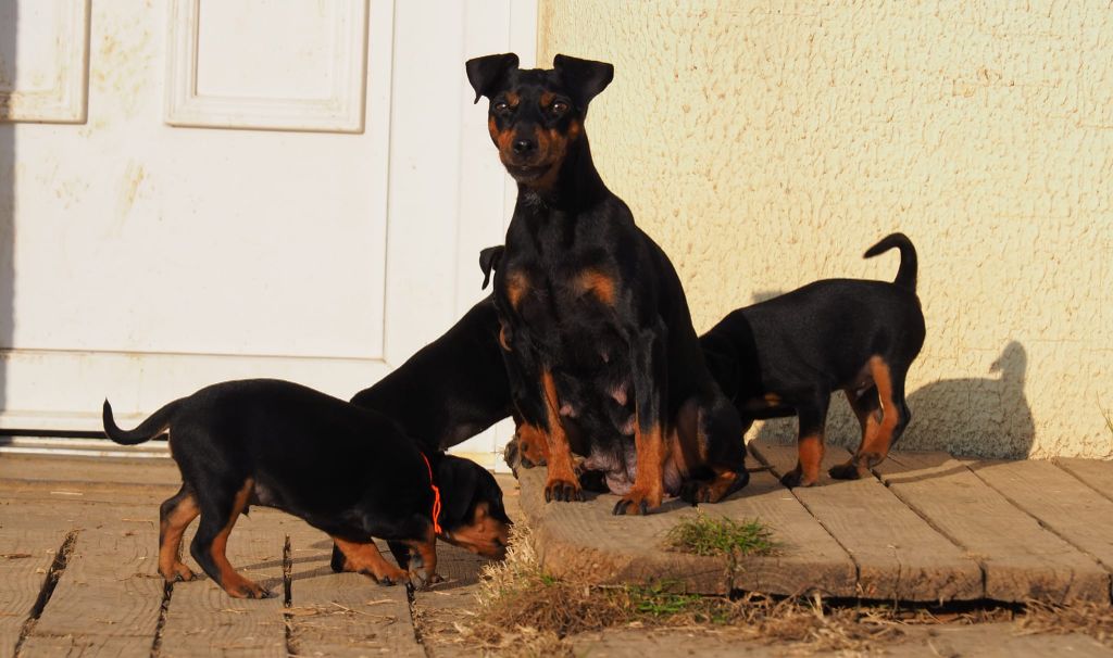 of Black Crystal Shadow - Pinscher nain - Portée née le 31/10/2021