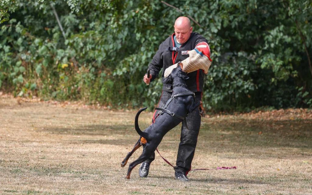 CH. R'otyk rammstein Des Brumes De Kalhan
