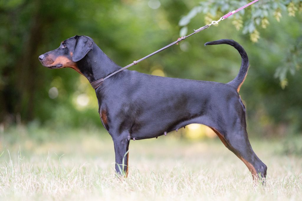 CH. Vvatts the fuck pink dobry of Black Crystal Shadow