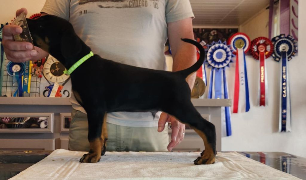 of Black Crystal Shadow - 5 superbes chiots sont nés 