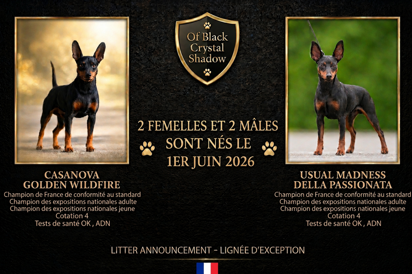 Nos bébés Pinscher Nain sont nés